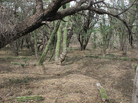 Bosque arido tropical