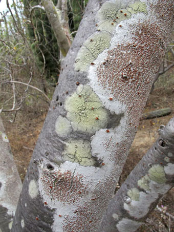 Flower of Opuntia sp.