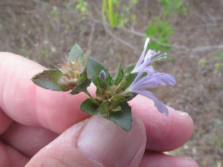 Loeselia ciliata