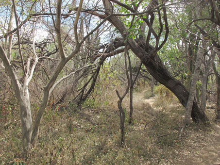 Bosque arido tropical