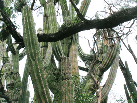 Eucnide aurea leaves and flowers