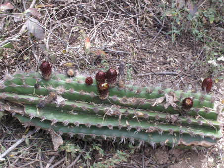 botones de cardon barbon