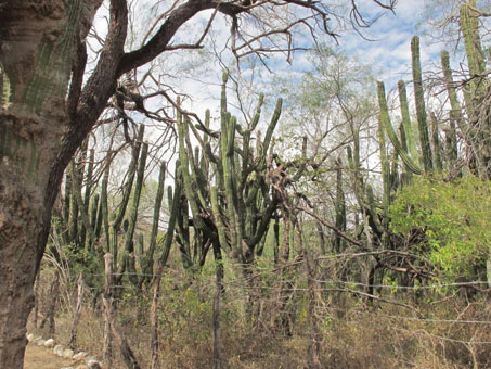 Spinose branches of Koeberlinia spinosa