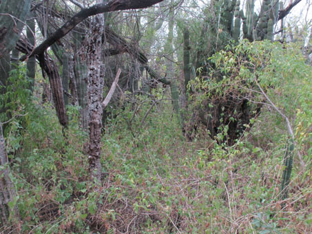 Bosque arido tropical