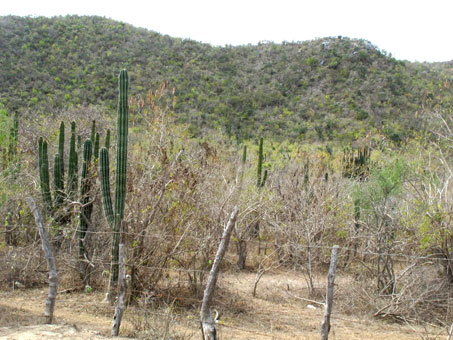 arid tropical forest