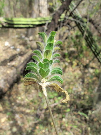 flor de Tetramerium nervosum