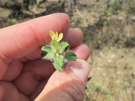 flor de Tetramerium nervosum