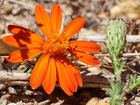 Cape Dog-weed flower