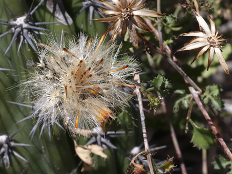 Cape Dog-weed fruit