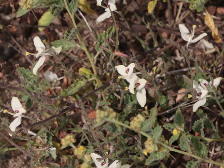 Arizona Wrightwort flowers