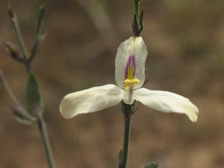 Flores de Rama Toro