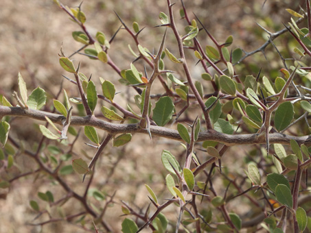  Castela peninsularis spines