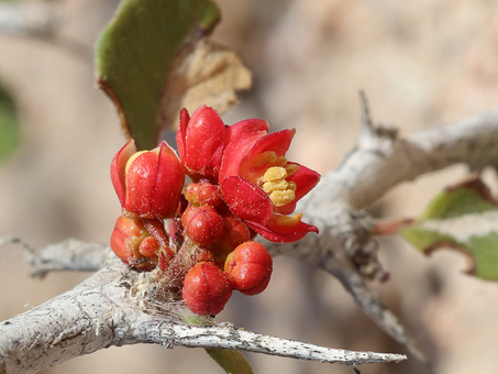 Flores de Chaparro Amargoso