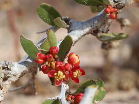 peninsularis flowers