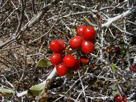 Castela peninsularis fruit