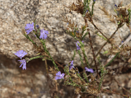 Flores de Cordoncillo