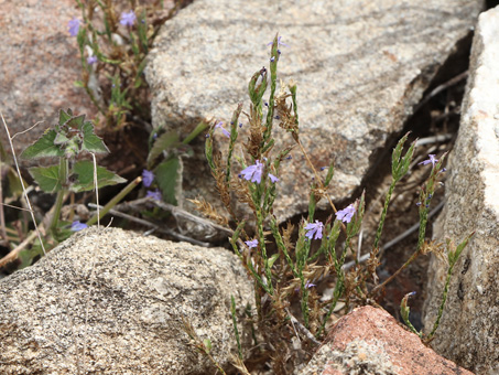 Purple scalystem plant