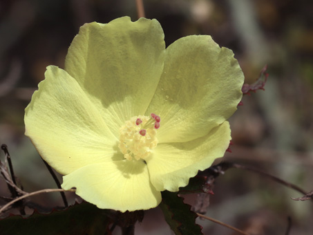 Cape Rose-Mallow