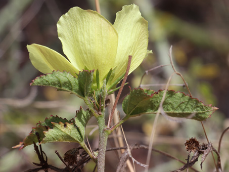 Cape Rose-Mallow