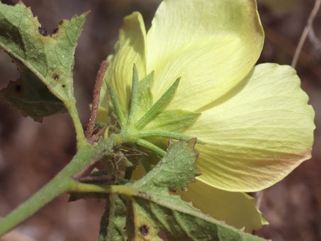 Cape Rose-Mallow