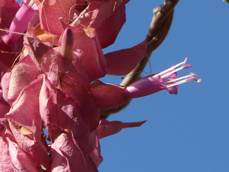 Jicama Morning-Glory;