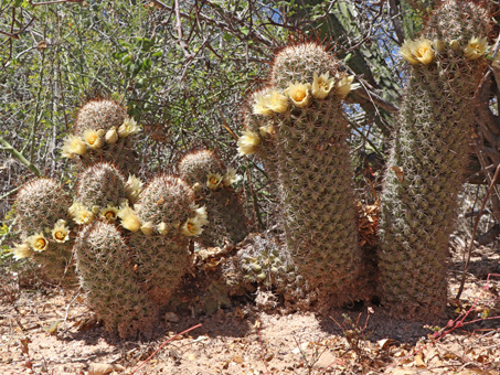 Nipple cactus