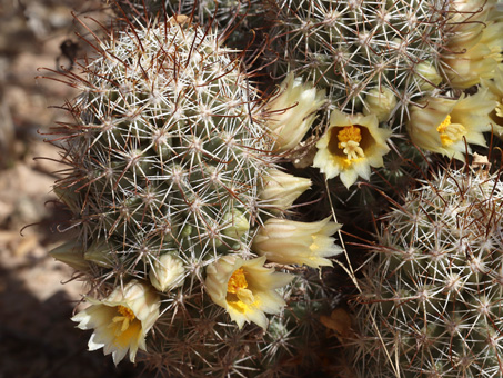 Nipple cactus