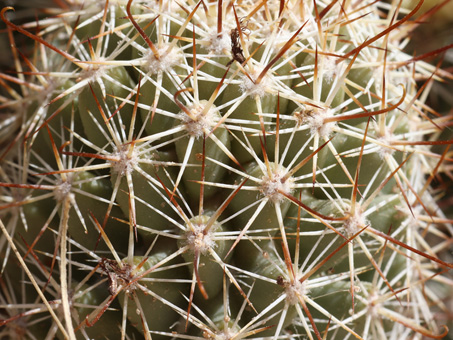 Nipple cactus