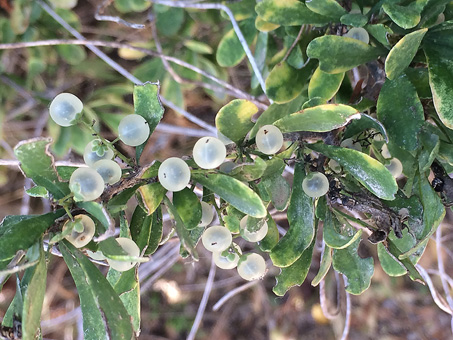 Snake eyes fruit