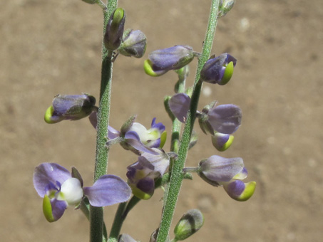 Magdalena milkwort plant