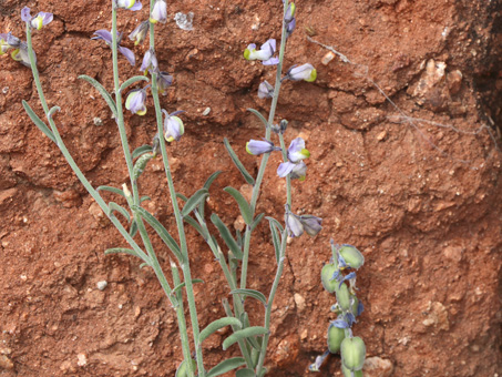 Magdalena milkwort plant