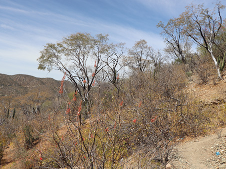 Arid tropical scrub