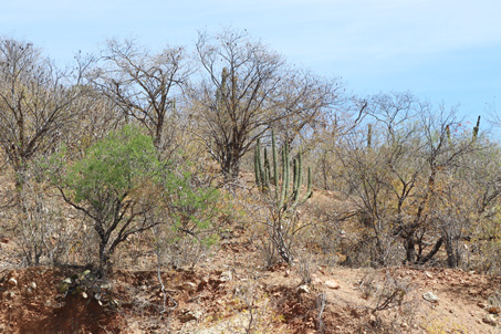 El matorral árido tropical