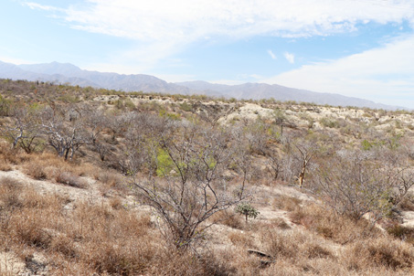 El matorral árido tropical