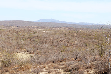 Arid tropical scrub