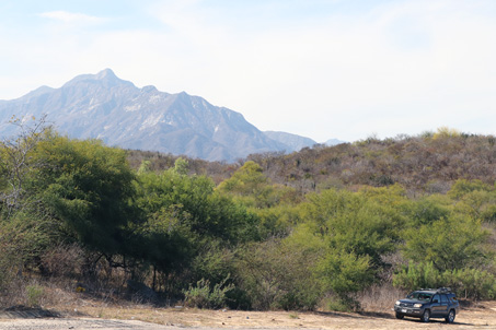 Arid tropical scrub