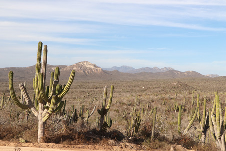 arid tropical scrub