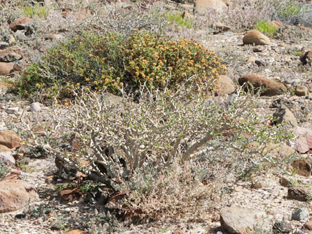 Atriplex and Bajacalia