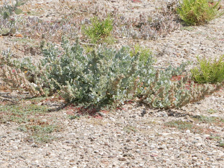 Atriplex barclayana