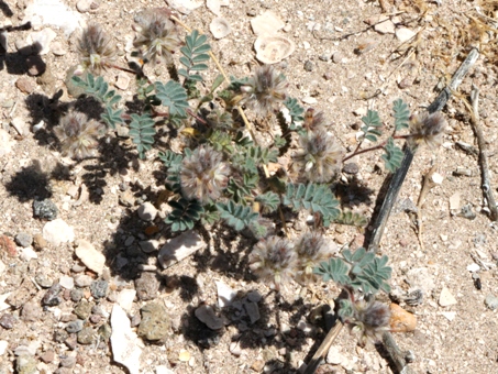 Dalea mollis