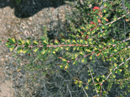 Euphorbia magdalena in bloom