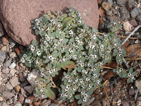 Louse Spurge