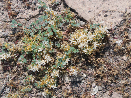 Small-seed Sandmat