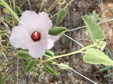 Rock hibiscus flower