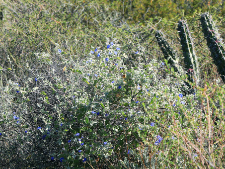 Manto de la virgen en flor