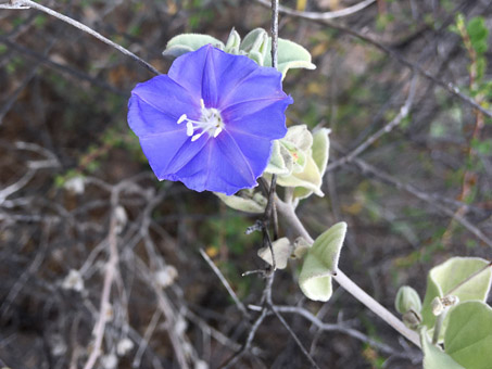 Manto de la virgen flower