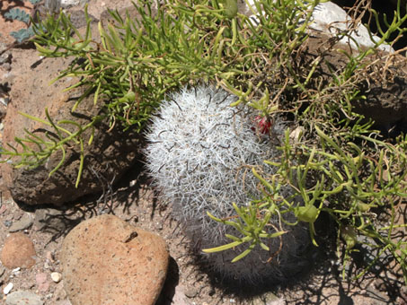 Mammillaria sp.