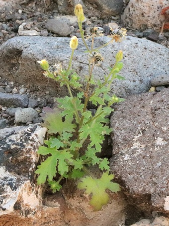 Emory Rock Daisy