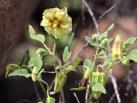 Ground-Cherry plant