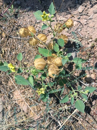 Tomatillo cimarrón